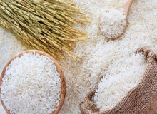 افزایش قیمت برنج در سایه کاهش ۲۰ درصدی تولید