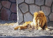 واکنش سلاجقه به سوالی درباره وضعیت شیر باغ وحش مشهد: هر جنبنده‌ای عمر مفید دارد؛ در یک سنی مرگش فرا می‌رسد