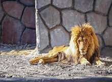 واکنش سلاجقه به سوالی درباره وضعیت شیر باغ وحش مشهد: هر جنبنده‌ای عمر مفید دارد؛ در یک سنی مرگش فرا می‌رسد