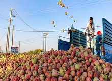 موسسه‌ی تحقیقات آب: امسال، برای تولیدِ یک میلیون تن سیب در آذربایجان غربی، معادل یک‌سوم حجم فعلی دریاچه ارومیه آب مصرف شده است