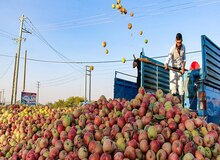 موسسه‌ی تحقیقات آب: امسال، برای تولیدِ یک میلیون تن سیب در آذربایجان غربی، معادل یک‌سوم حجم فعلی دریاچه ارومیه آب مصرف شده است