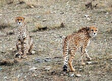 تنها ۲۰ یوزپلنگ در ایران باقی مانده است