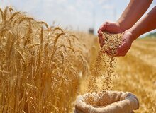 گندم همچنان مشمول تخصیص ارز ترجیحی می‌ماند