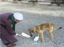 نجاست بهانه خوبی برای حیوان‌آزاری نیست