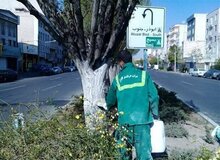 هشدار به تهرانی‌ها؛ از لمس این نوع درختان خودداری کنید