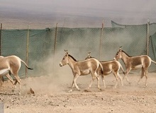 جزئیات انتقال گورخرهای ایرانی به سمنان

