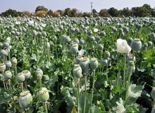 میزان مجوز واردات تریاک سالانه ۵۰تُن است/ اگر در هر هکتار ۲۵کیلو تریاک تولید شود، برای تریاک مورد نیاز وزارت بهداشت به ۸۰هزار هکتار زمین احتیاج است