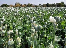 میزان مجوز واردات تریاک سالانه ۵۰تُن است/ اگر در هر هکتار ۲۵کیلو تریاک تولید شود، برای تریاک مورد نیاز وزارت بهداشت به ۸۰هزار هکتار زمین احتیاج است