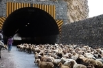 انسداد موقت جاده چالوس و آزادراه تهران-شمال به دلیل عبور احشام