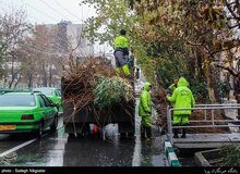 انتقاد عضو شورای شهر تهران از هرس درختانی که هنوز به خواب نرفته اند/ شهرداری: هر دختی را که هرس نمی کنیم