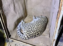 زنده‌گیری یک پلنگ سرگردان