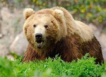 حمله خرس به یکی از اعضای شورای روستای ترجنلی گالیکش