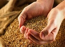 قیمت جدید گندم اعلام شد/ ایمانی: حق بیمه را کسر کنند، قیمت گندم تا این عدد کاهش می‌یابد