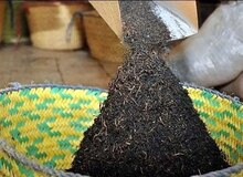 فساد در واردات چای/ مدیران مربوطه برکنار شدند