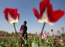 میزان درآمد کشاورزان افغانستانی بابت کشت تریاک، به یکباره ۳ برابر شده