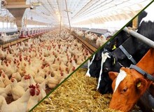 به دنبال اعلام خبر حذف ۴۲۰۰ تومانی نهاده های دامی رخ داد؛ افزایش  ۱۱ هزار تومانی قیمت نهاده های دامی