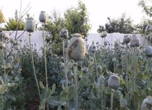 مزرعه خشخاشی که در مشهد لو رفت؟