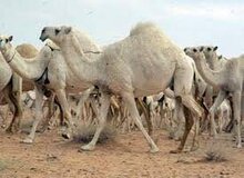 مدیرکل تعزیرات سیستان و بلوچستان خبر داد؛ جزای نقدی ۱۷.۴ میلیارد ریال برای "قاچاق شتر"