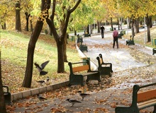 چرا کلاغ در تهران زیاد شده؟