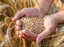 سبوس همچنان دونرخی است