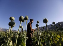 دلایل موافقان کشت تریاک کافی نیست؛ آن را حتی تحت نظارت آزاد نکنید