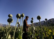کشت خشخاش و شایعه آزادسازی کشت آن صحت ندارد