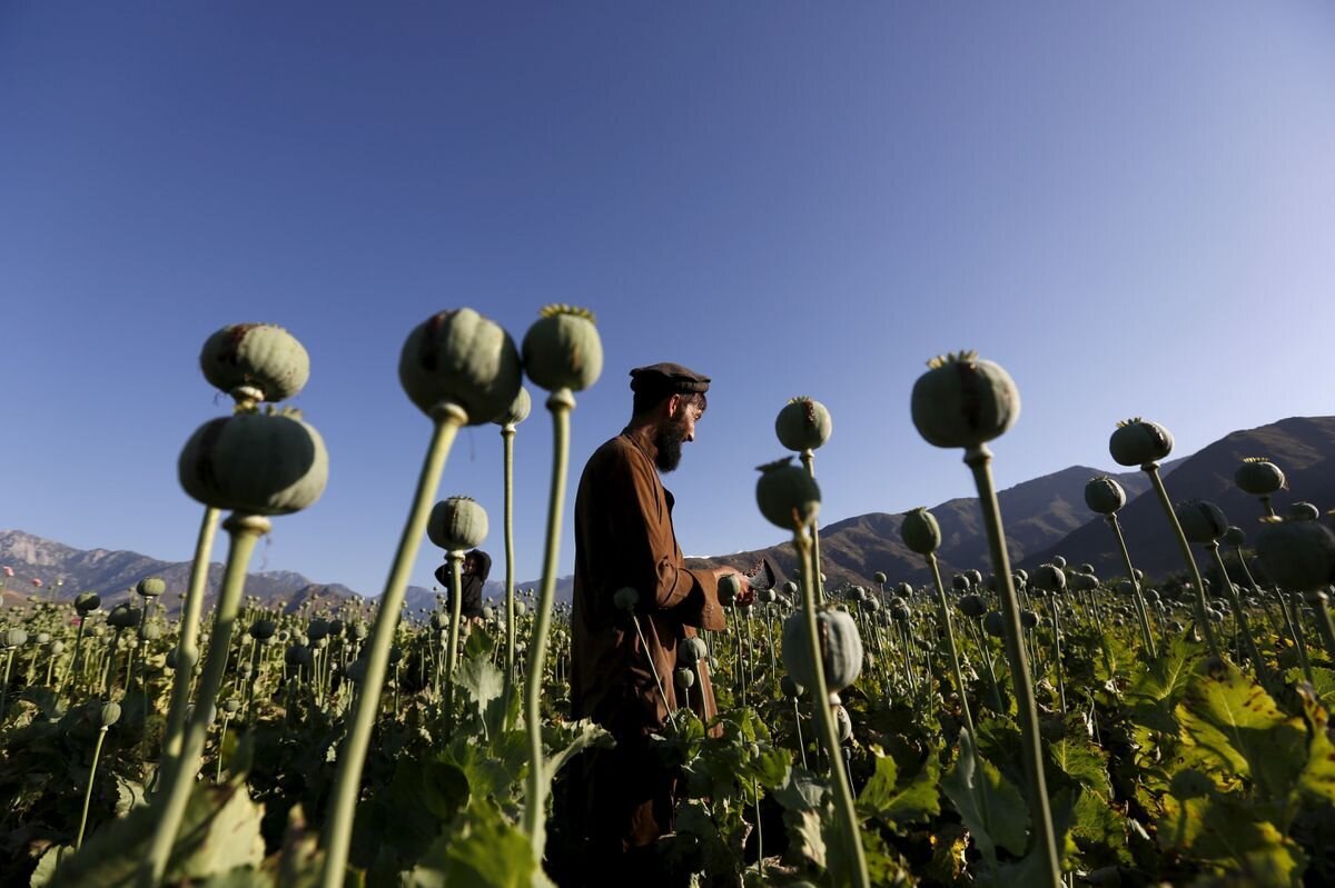 برخورد قاطع با کشت غیرمجاز خشخاش