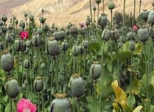 هیچ مجوزی برای کشت گیاهان مخدر صادر نشده است