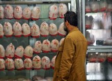 قیمت مرغ، صدای ارگان مطبوعاتی نزدیک به سپاه را هم درآورد/ مدیریت ضعیف دولت ،هم صدای مصرف کننده را در آورده، هم صدای تولیدکننده را