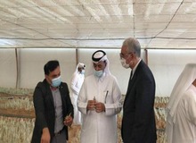 کاشت زعفران در قطر با کمک ایران در قطر +تصاویر