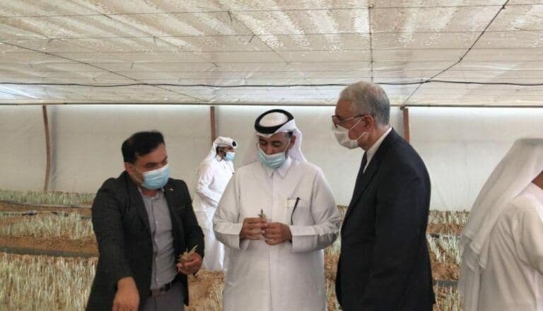 کاشت زعفران در قطر با کمک ایران در قطر +تصاویر