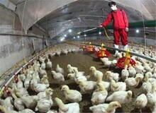 احتمال شیوع آنفولانزای پرندگان در کشور با ورود فصل سرما