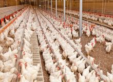 تکذیب استفاده از تریاک در آب واحد‌های مرغداری/قیمت هر کیلو مرغ به 13 هزار و 500 تومان رسید
