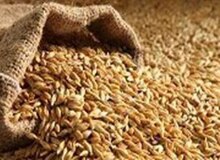 وزارت جهادکشاورزی: نان مردم آلوده به خاک نیست