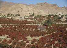 ادامه کاهش دما و احتمال یخبندان در خراسان جنوبی