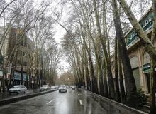 ۱۷۹ درخت در خیابان ولی عصر به عنوان درختان خشک ثبت شده‌اند؛ این درختان به مرور قطع می‌شوند