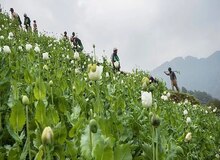 میانمار با پیشی‌گرفتن از افغانستان به بزرگترین تولید کننده تریاک جهان تبدیل شد