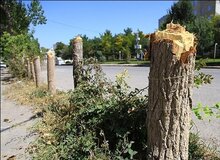 قطع بی‌سر و صدای ۱۸۷ درخت!