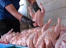  دولت تولید کنندگان دولت سیزدهم تولیدکنندگان مرغ گوشتی، مرغ تخم‌گذار، دامداران و چایکاران را نابود کرد / میزان واردات مرغ در دولت سیزدهم بی‌سابقه است