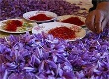 سقوط آزاد قیمت زعفران ایرانی/ ماجرا چیست؟ + عکس