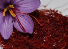 قیمت هرکیلو زعفران به ۱۸۰ میلیون تومان رسید/ هشدار درباره کاهش تولید به‌دلیل کم‌بارشی‌ها