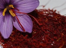 قیمت هرکیلو زعفران به ۱۸۰ میلیون تومان رسید/ هشدار درباره کاهش تولید به‌دلیل کم‌بارشی‌ها
