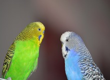 آیا حیوانات خانگی کرونا را انتقال می‌دهند؟