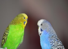 آیا حیوانات خانگی کرونا را انتقال می‌دهند؟