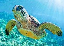 ببینید: ویدیویی عجیب از دستگیری یک لاک‌پشت با ۵۳ میلیون دلار کوکائین!+ فیلم