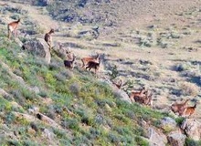 دفاع شورا از احداث اتوبان شهید‌ شوشتری در پارک ملی سرخه‌حصار