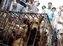شهرداری در کنترل حیوانات شهری ناموفق بود