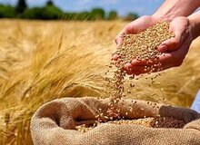 تعیین تکلیف قیمت گندم تا پایان شهریور /هزینه‌ تمام شده تولید گندم چند است؟