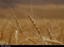 تذکر یک نماینده به دولت درباره پیش خرید ۳ هزار تومانی گندم از سوی دلالان
