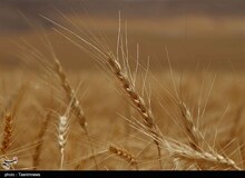 تذکر یک نماینده به دولت درباره پیش خرید ۳ هزار تومانی گندم از سوی دلالان
